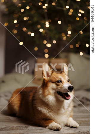 Pembroke Welsh Corgi dog lies 94409145