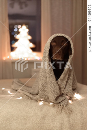 chocolate Labrador retriever dog in funny deer horns lies on the blood under a blanket on the background of a Christmas tree. chocolate Labrador retriever dog in funny deer horns lies on the blood under a blanket on the background of a Christmas tree. 94409401