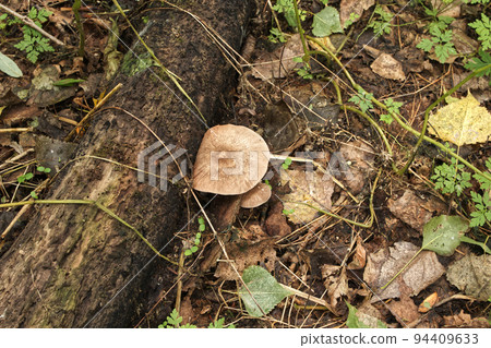 Homophron spadiceum in the autumn forest, fall mushrooms Homophron spadiceum in the autumn forest, fall mushrooms 94409633