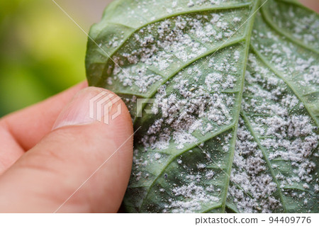 Insect pests, aphid, on the shoots and fruits of plants, Spider mite on flowers. Pepper leaves attacked by malicious insects. 94409776