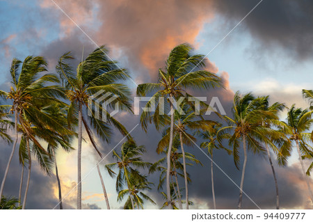 Coconut palm trees against sunset sky and pink clouds. Tropical jungle forest, panoramic nature banner. Idyllic natural landscape, looking up, low point of view. 94409777