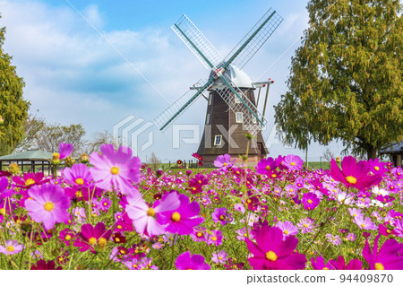 Akebono山農業公園波斯菊 Akebono山農業公園波斯菊 94409870