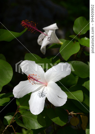 White hibiscus 94409902