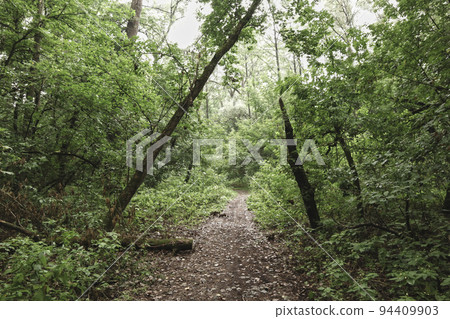 Autumn forest, fall pathway Autumn forest, fall pathway 94409903