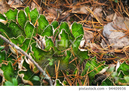 peltigera aphthosa malacea growing in forest peltigera aphthosa malacea growing in forest 94409936