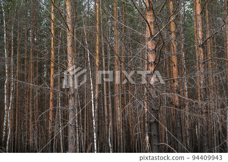 Pine forest after large-scale fire. Landscape of a Pine forest after large-scale fire. Landscape of a 94409943