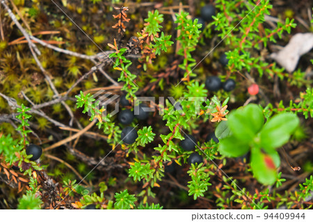 crowberry close-up. empetrum nigrum macro crowberry close-up. empetrum nigrum macro 94409944