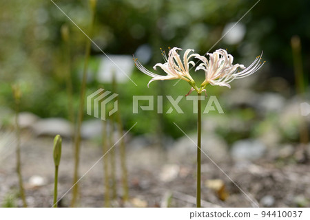 White bamboo shoots 94410037