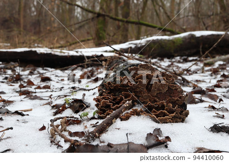 mushroom, stump, snow 94410060