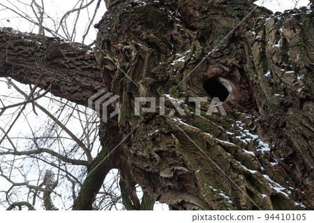 squirrel, tree, wood 94410105
