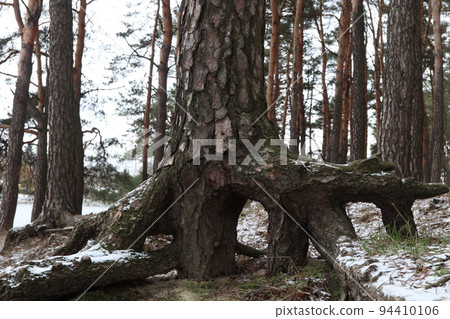 Pine roots in winter forest Pine roots in winter forest 94410106