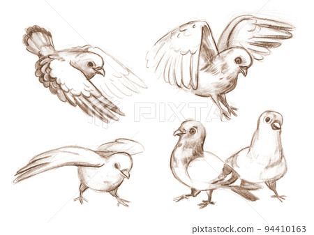 Outline sketches pigeons from nature. Drawing with pencil Outline sketches pigeons from nature. Drawing with pencil 94410163
