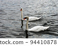 2 Swans 94410878