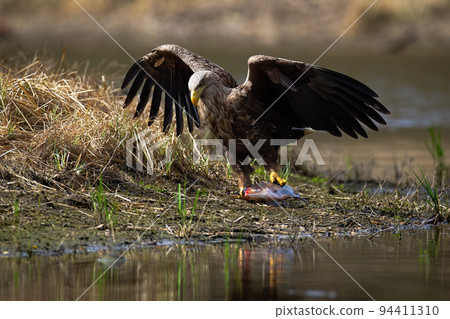 White-tailed eagle dragging a fish out of water after successful hunt White-tailed eagle dragging a fish out of water after successful hunt 94411310
