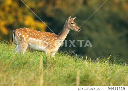 Fallow deer doe looking aside on a meadow with green grass in autumn at sunrise 94411319