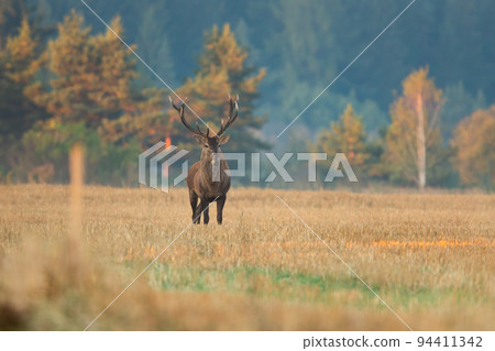 Red deer standing on a stubble field early in the morning and looking around with copy space. 94411342