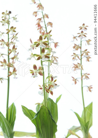 當地 Ebine，Ebine 蘭花，蘭花花，野草，明亮的背景 94411666