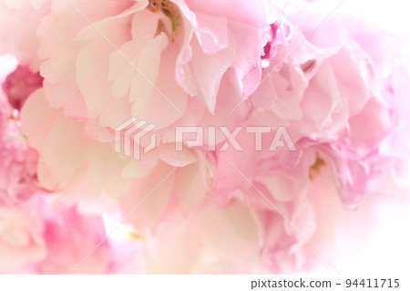 Okumiyako Okumiyako Yaezaki cherry blossoms densely blooming close-up Okumiyako Okumiyako Yaezaki cherry blossoms densely blooming close-up 94411715