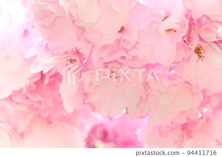 Okumiyako Okumiyako Yaezaki cherry blossoms densely blooming close-up Okumiyako Okumiyako Yaezaki cherry blossoms densely blooming close-up 94411716