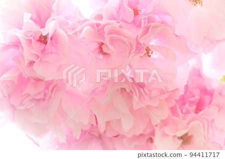 Okumiyako Okumiyako Yaezaki cherry blossoms densely blooming close-up Okumiyako Okumiyako Yaezaki cherry blossoms densely blooming close-up 94411717