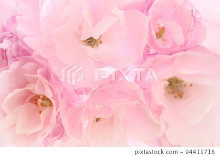 Okumiyako Okumiyako Yaezaki cherry blossoms densely blooming close-up Okumiyako Okumiyako Yaezaki cherry blossoms densely blooming close-up 94411718