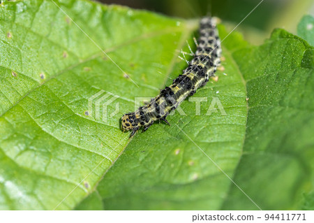 Caterpillar Kuroxita Atsuba larvae Caterpillar Kuroxita Atsuba larvae 94411771