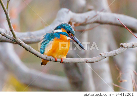 Ruri-colored popular kingfisher 94412201