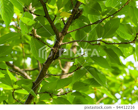 一隻蟬棲息在一棵新鮮的綠色櫻桃樹上 一隻蟬棲息在一棵新鮮的綠色櫻桃樹上 94412216