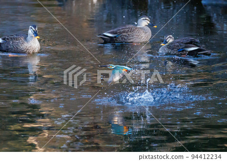 A popular azure-colored kingfisher diving into the water to catch fish A popular azure-colored kingfisher diving into the water to catch fish 94412234