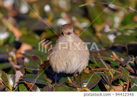 Adorable winter bird Daurian Redstart female Adorable winter bird Daurian Redstart female 94412348