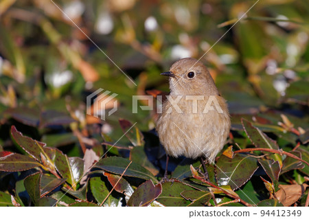 可愛的冬鳥 Daurian Redstart 女性 94412349
