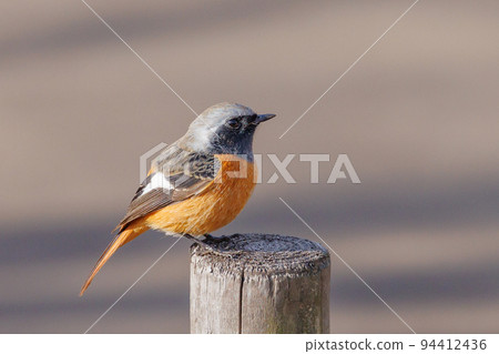 Adorable winter bird Daurian Redstart Adorable winter bird Daurian Redstart 94412436