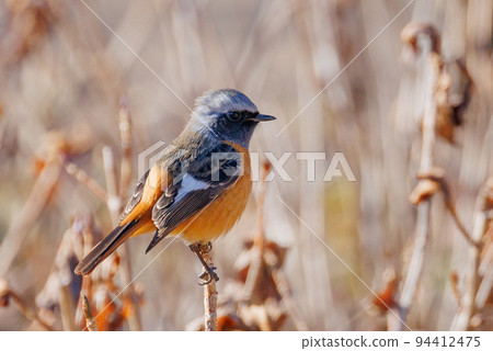 可愛的冬季鳥類達里安Redstart 可愛的冬季鳥類達里安Redstart 94412475
