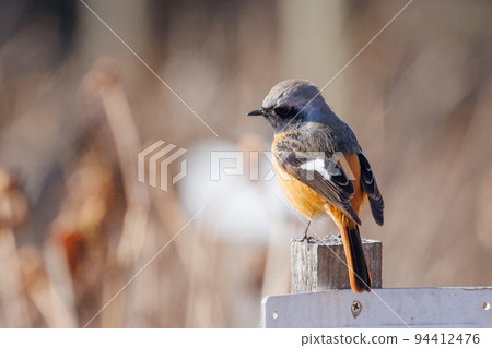 可愛的冬季鳥類達里安Redstart 可愛的冬季鳥類達里安Redstart 94412476