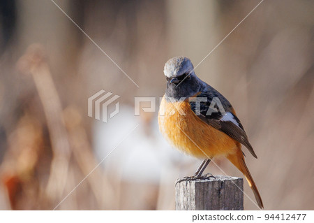 可愛的冬季鳥類達里安Redstart 94412477