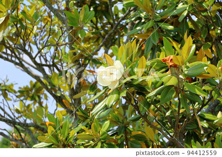 Taisambok flowers 94412559