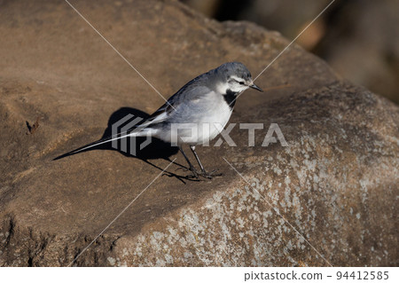 Black-backed wagtail, a wild bird that has low alertness to humans and may approach humans 94412585