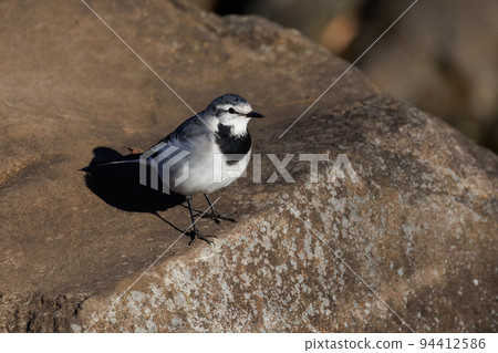 Black-backed wagtail, a wild bird that has low alertness to humans and may approach humans Black-backed wagtail, a wild bird that has low alertness to humans and may approach humans 94412586