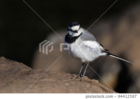 Black-backed wagtail, a wild bird that has low alertness to humans and may approach humans Black-backed wagtail, a wild bird that has low alertness to humans and may approach humans 94412587
