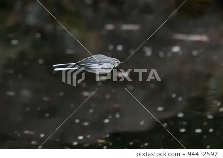 Black-backed wagtail, a wild bird that has low alertness to humans and may approach humans Black-backed wagtail, a wild bird that has low alertness to humans and may approach humans 94412597