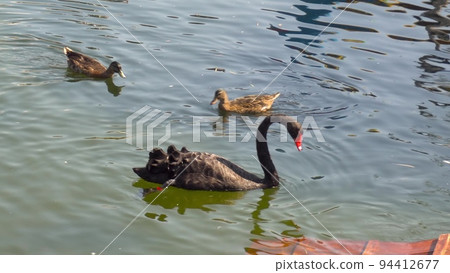 A black swan swims in a dirty pond. The swan in the zoo swims among the ducks. 94412677