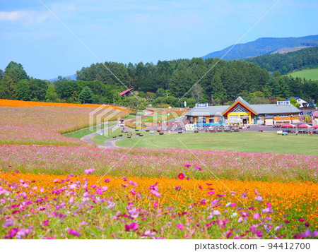 A superb view of Hokkaido Cosmos field at Taiyo no Oka Engaru Park A superb view of Hokkaido Cosmos field at Taiyo no Oka Engaru Park 94412700