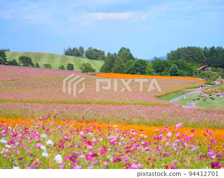 太陽之丘遠輕公園北海道大波斯菊的絕景 太陽之丘遠輕公園北海道大波斯菊的絕景 94412701