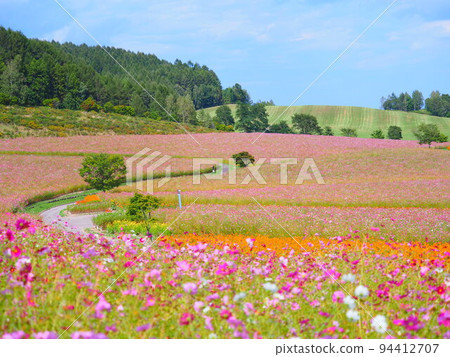 A superb view of Hokkaido Cosmos field at Taiyo no Oka Engaru Park A superb view of Hokkaido Cosmos field at Taiyo no Oka Engaru Park 94412707