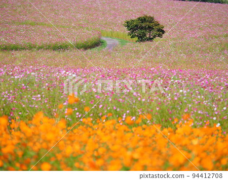 太陽之丘遠輕公園北海道大波斯菊的絕景 太陽之丘遠輕公園北海道大波斯菊的絕景 94412708
