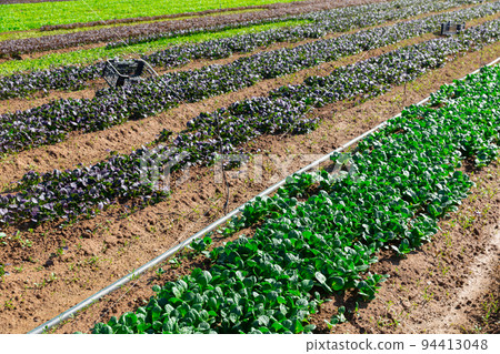 Rows of komatsuna growing on farm land Rows of komatsuna growing on farm land 94413048