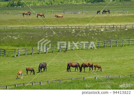 日高地區的純種馬 日高地區的純種馬 94413822