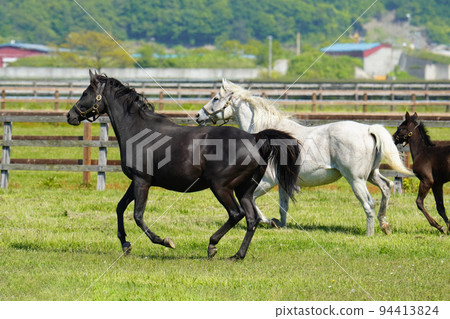 Thoroughbred from the Hidaka region Thoroughbred from the Hidaka region 94413824