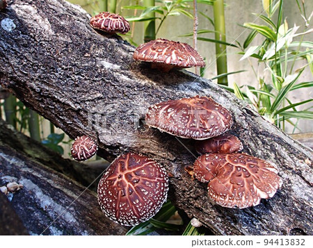 香菇栽培 94413832