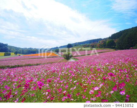 A superb view of Hokkaido Cosmos field at Taiyo no Oka Engaru Park 94413852